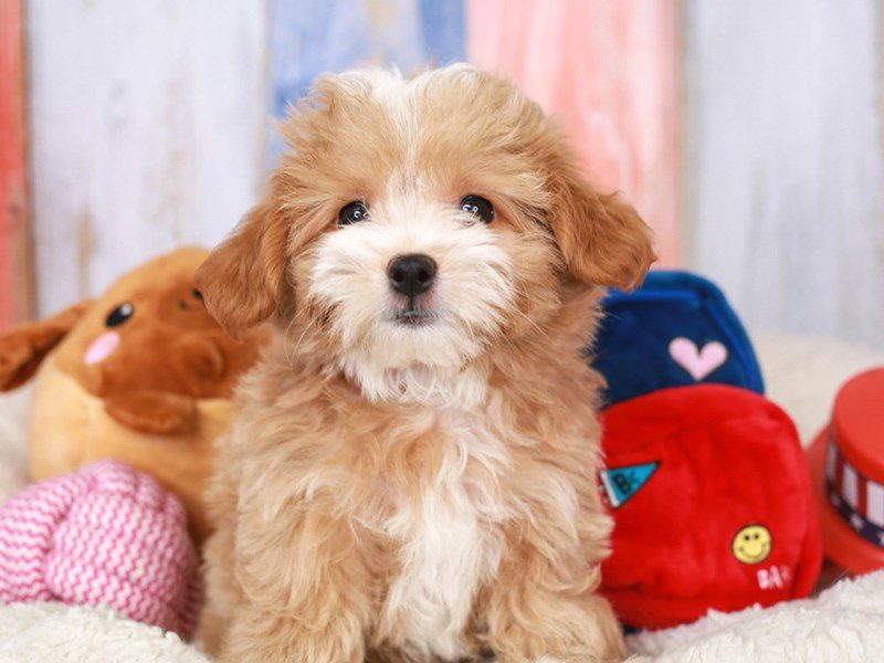 Maltipoo-Female-apct-3708315-Animal Kingdom | Puppies N Love