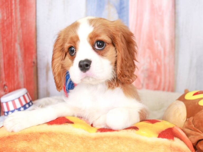 Cavalier King Charles