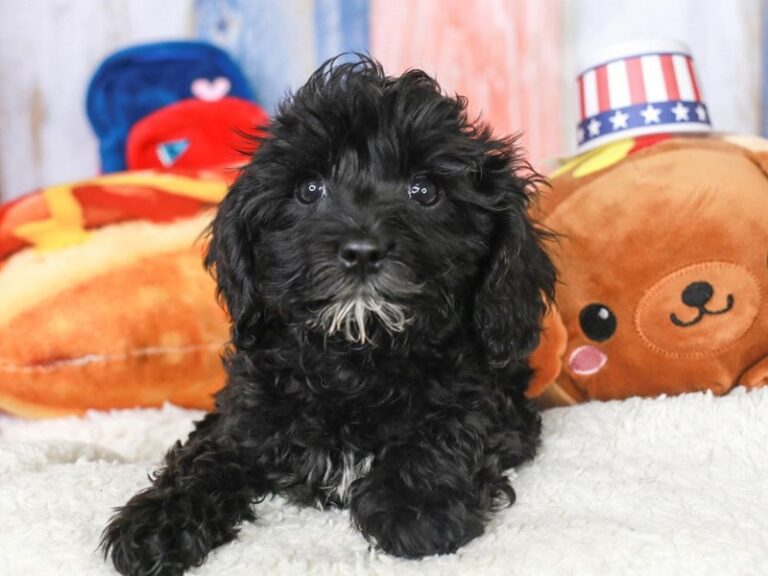 Cavapoo