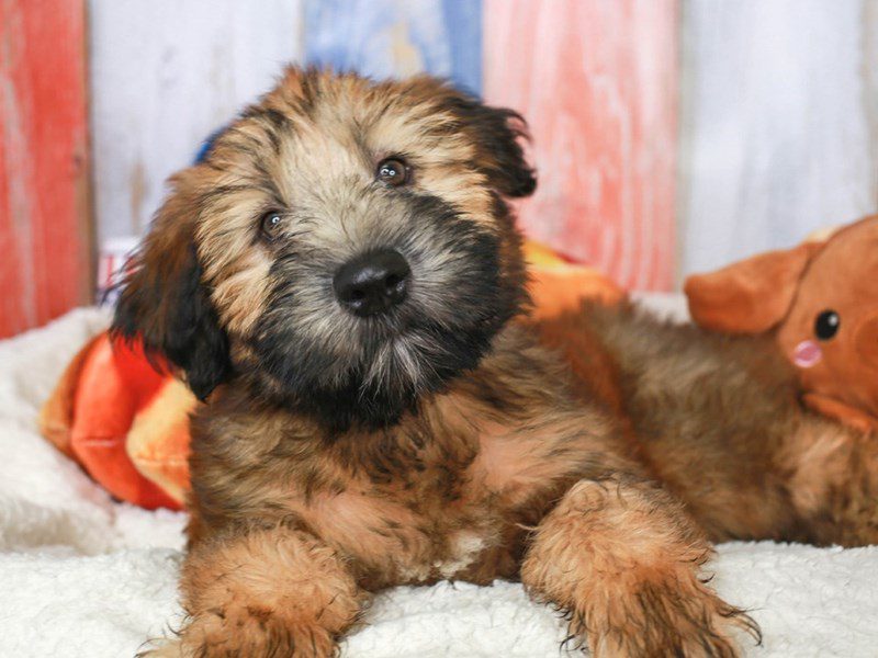 Soft Coated Wheaten-Female-wheaten-3708618-Animal Kingdom | Puppies N Love