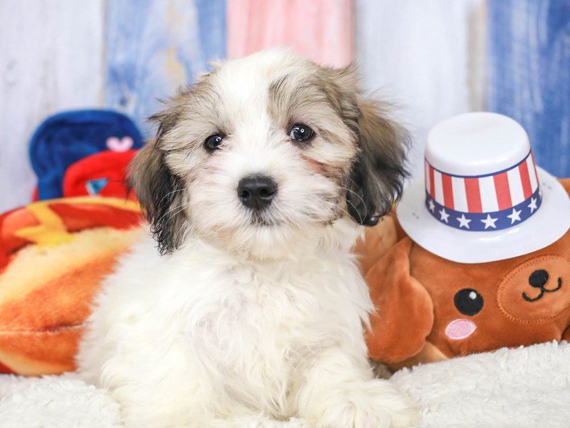 Coton De Tulear-Male-sbl & wh-3708633-Animal Kingdom | Puppies N Love