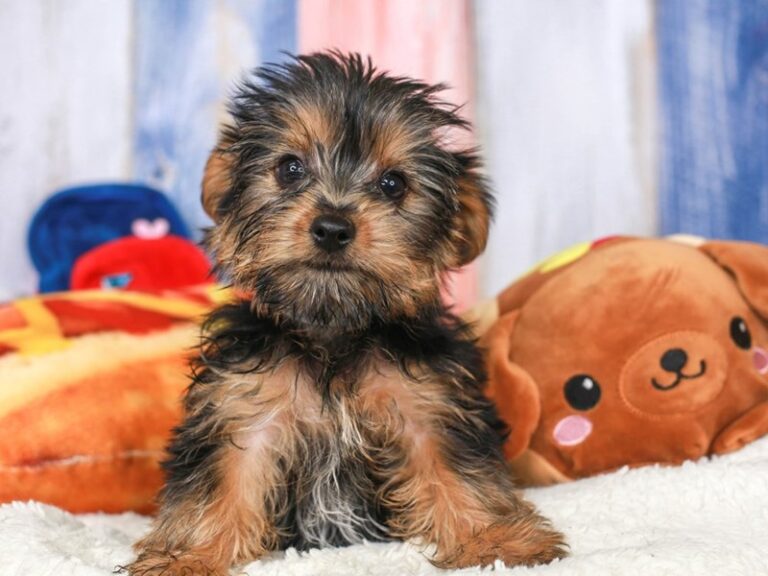 Yorkshire Terrier