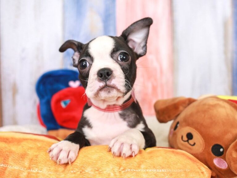 Boston Terrier