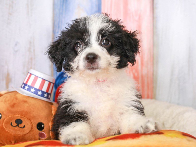 Aussie Poo-Female-blk-3708397-Animal Kingdom | Puppies N Love