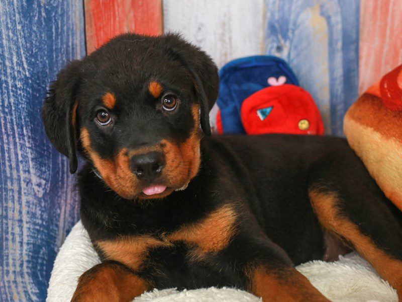 Rottweiler-Male-blk & tn-3708691-Animal Kingdom | Puppies N Love