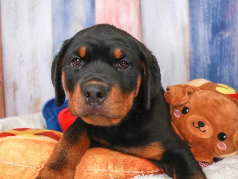 Rottweiler-Female-blk & tn-3708557-Animal Kingdom | Puppies N Love