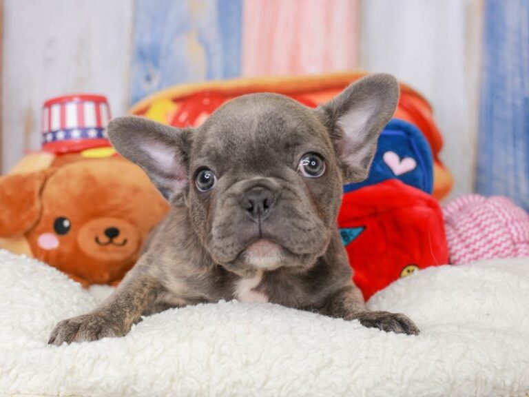 French Bulldog