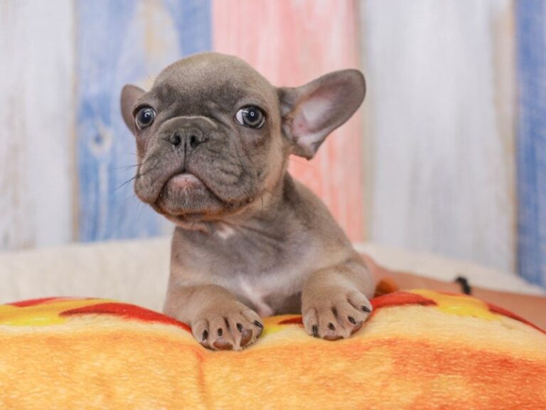 French Bulldog