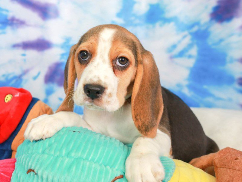 Beagle-Male-TRI-3717806-Animal Kingdom | Puppies N Love