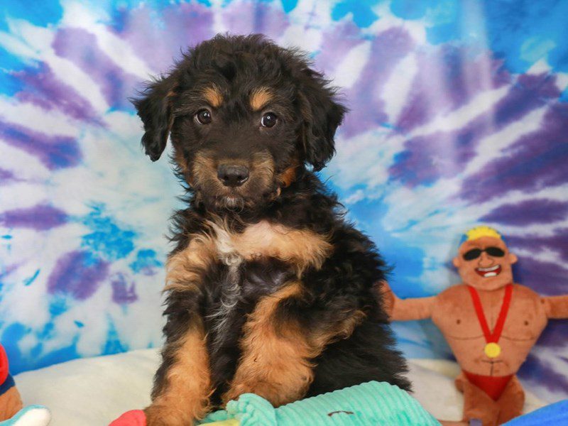 Mini Australian Labradoodle-Male-CHOC & TAN-3717025-Animal Kingdom | Puppies N Love