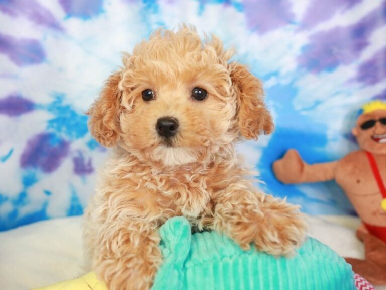 Mini Labradoodle