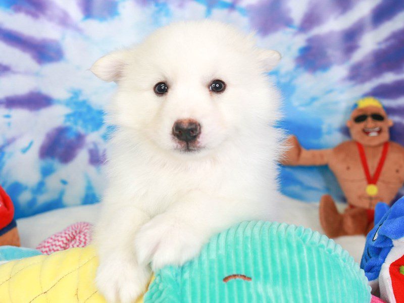 American Eskimo-Male-wh-3716845-Animal Kingdom | Puppies N Love