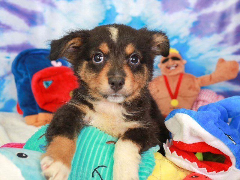 Mini Aussie-Male-blk tri-3717560-Animal Kingdom | Puppies N Love