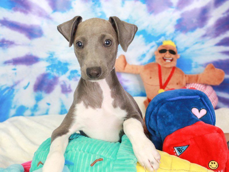 Italian Greyhound-Male-BLK-3717752-Animal Kingdom | Puppies N Love