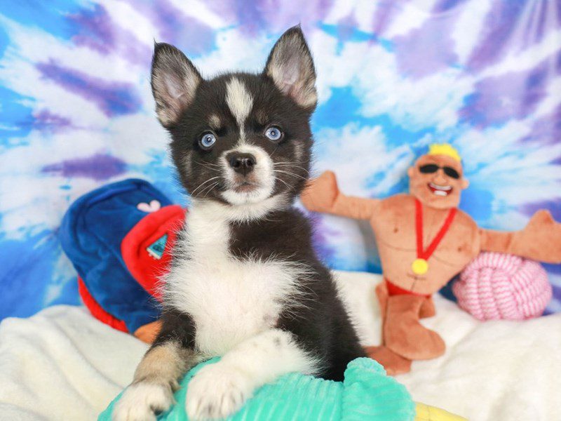 Pomsky-Male-BLACK-3717756-Animal Kingdom | Puppies N Love