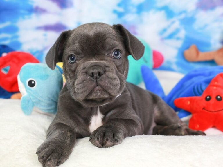 French Bulldog