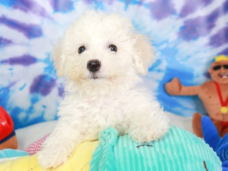Bichon Frise