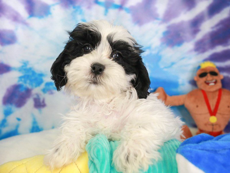 Male teddy bear dog sale