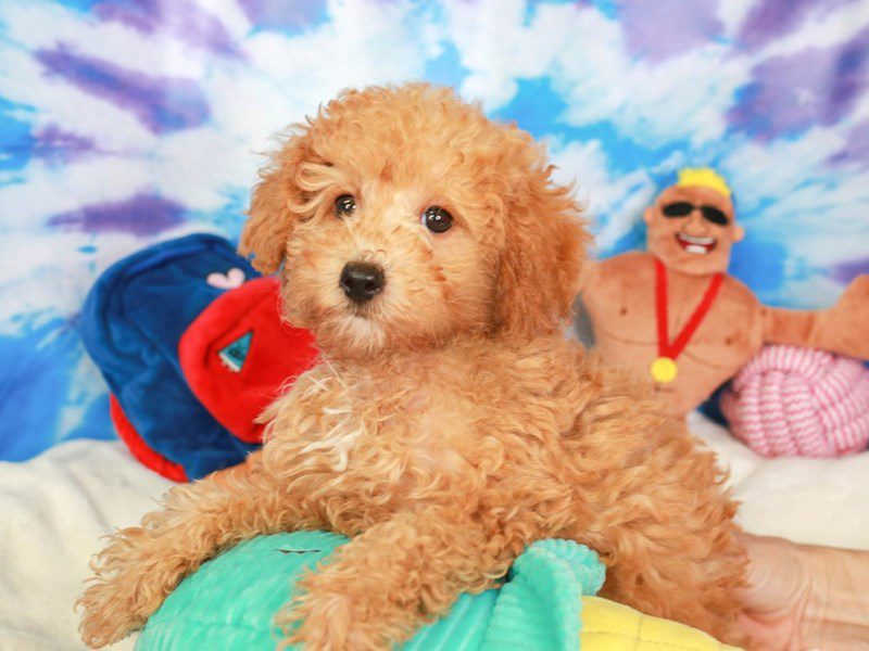 Poochon-Male-APCT-3717732-Animal Kingdom | Puppies N Love