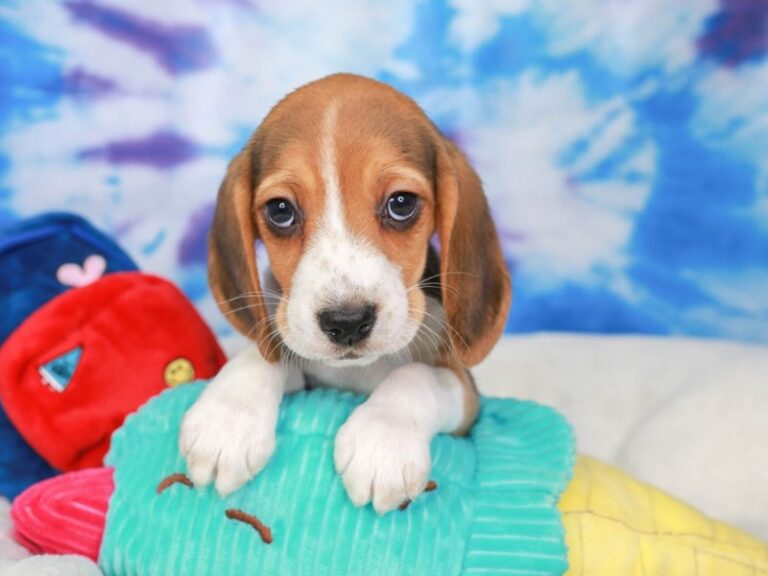 Beagle