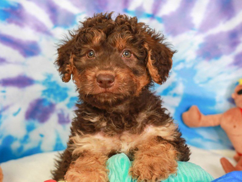 Mini Australian Labradoodle-Male-CHOC & TAN-3717023-Animal Kingdom | Puppies N Love