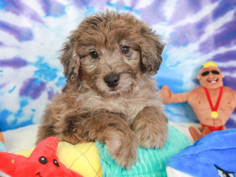 Mini Australian Labradoodle-Male-BLUE MERLE-3717027-Animal Kingdom | Puppies N Love