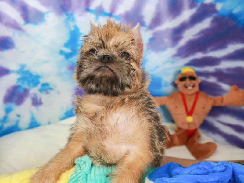 Brussels Griffon-Male-ROUGH BEIGE-3716976-Animal Kingdom | Puppies N Love