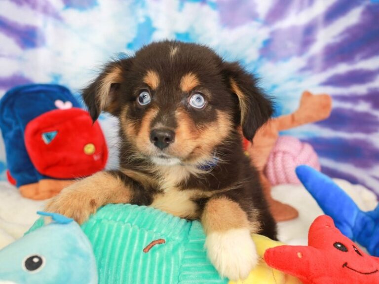 Mini Aussie