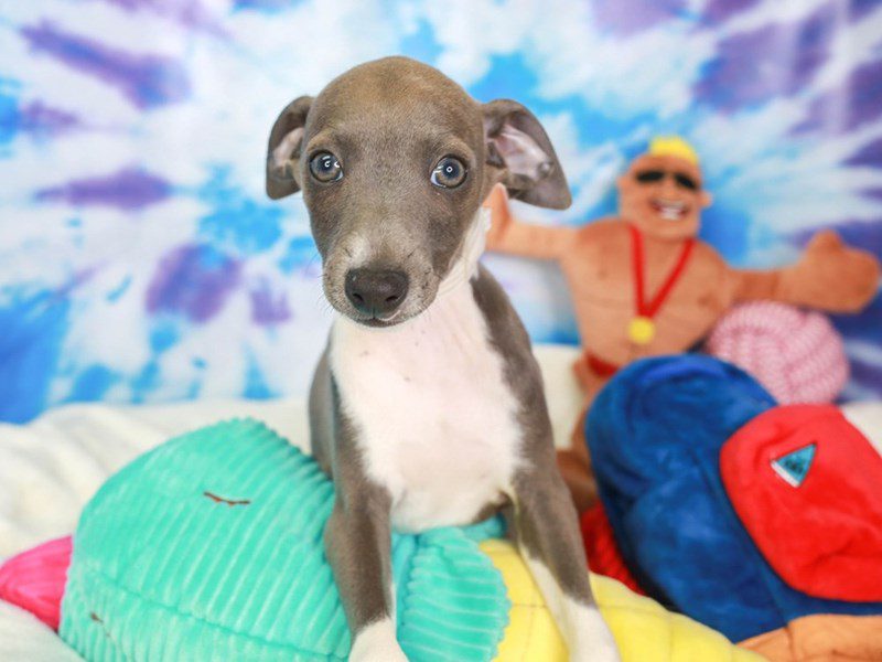 Italian Greyhound-Male-BLK-3717753-Animal Kingdom | Puppies N Love