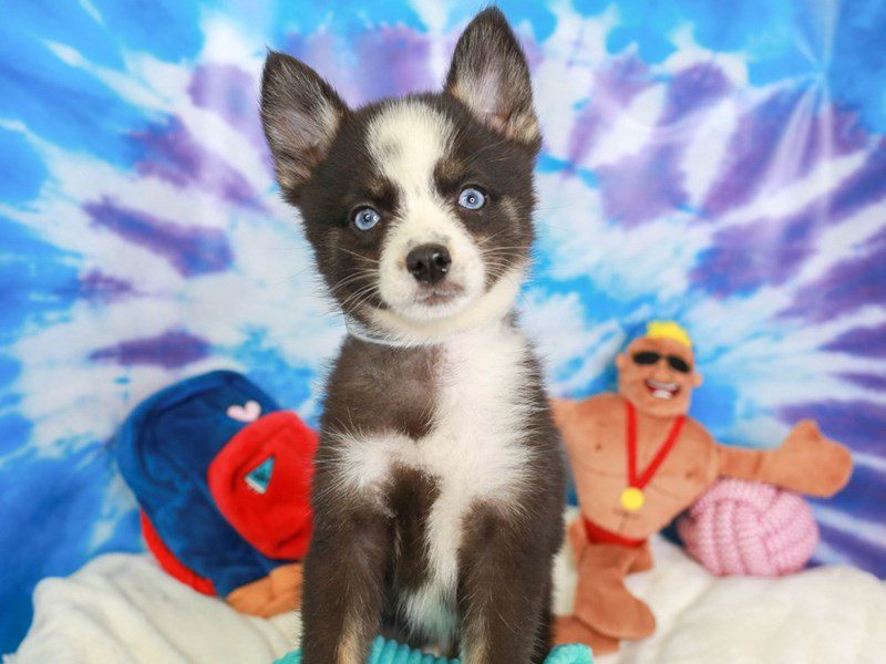 Pomsky-Female-BLACK-3717757-Animal Kingdom | Puppies N Love