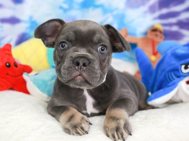 French Bulldog