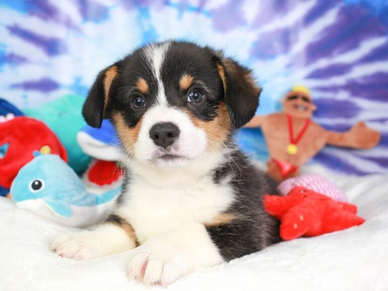 Pembroke Welsh Corgi