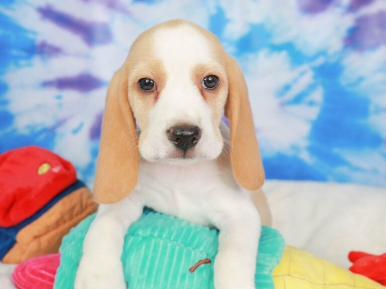 Beagle