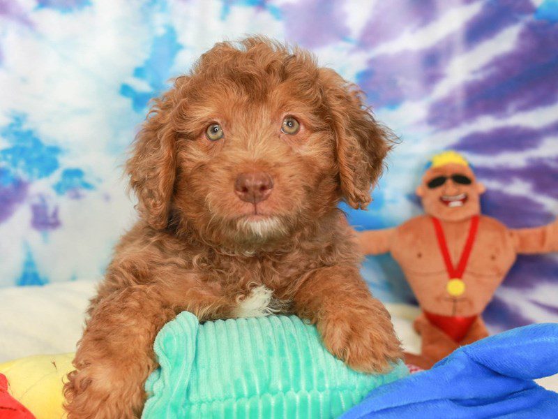 Mini Australian Labradoodle-Male-CHOC MRL-3717026-Animal Kingdom | Puppies N Love