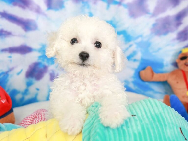 Bichon Frise