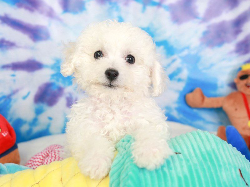 Bichon Frise-Male-wh-3716745-Animal Kingdom | Puppies N Love