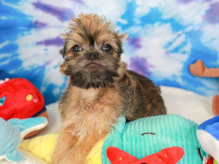 Brussels Griffon