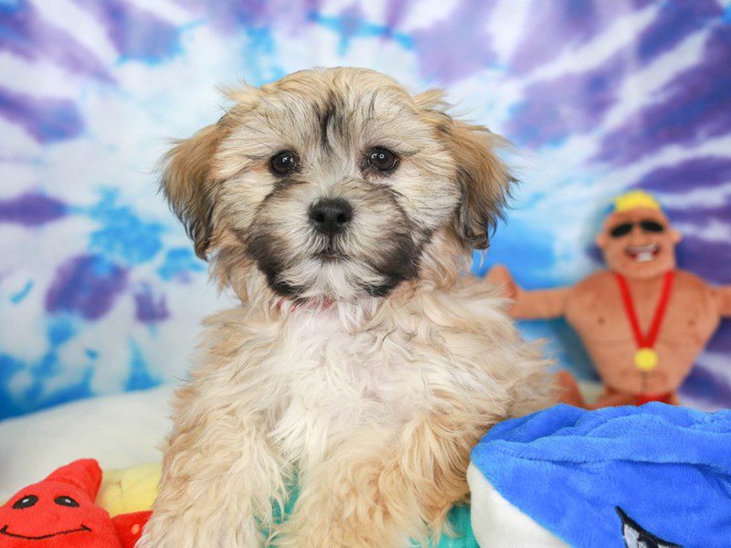 Teddy Bear-Female-SABLE-3716932-Animal Kingdom | Puppies N Love