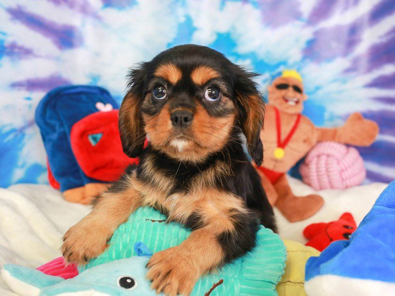 Cavalier King Charles-Female-blk & tn-3717598-Animal Kingdom | Puppies N Love