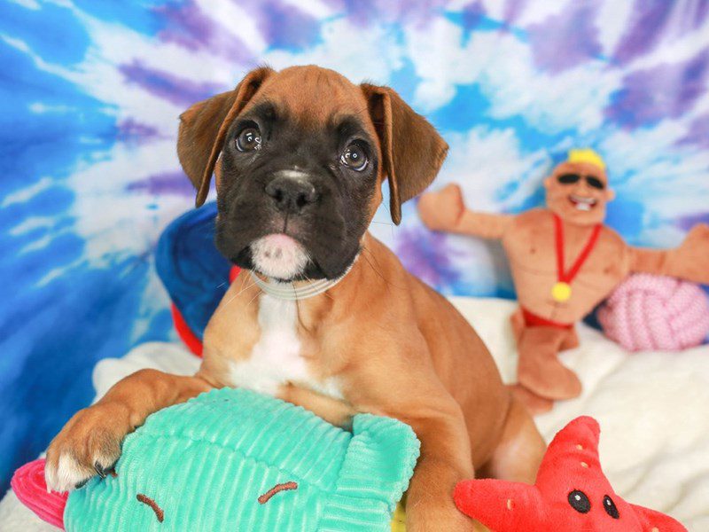 Boxer-Female-Fwn w/ blk msk-3717745-Animal Kingdom | Puppies N Love