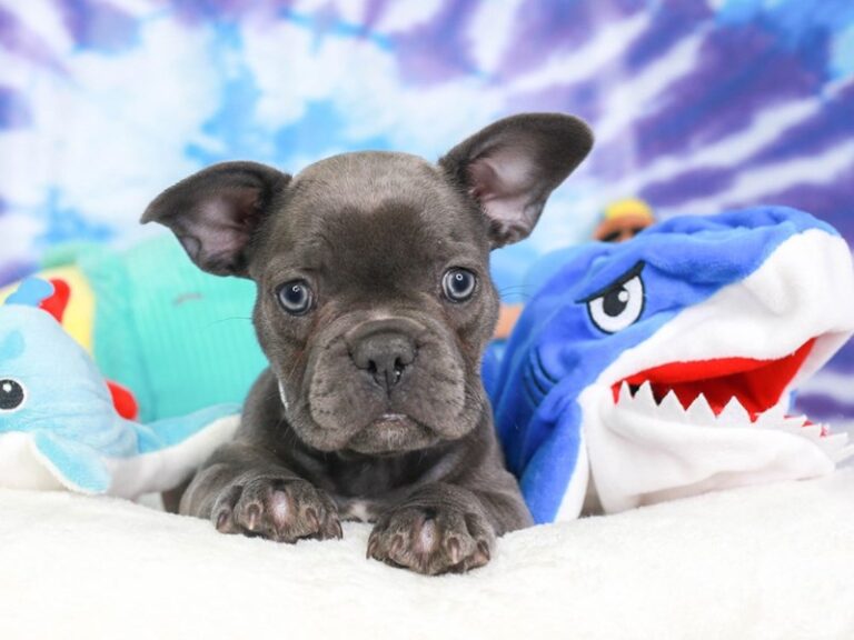 French Bulldog