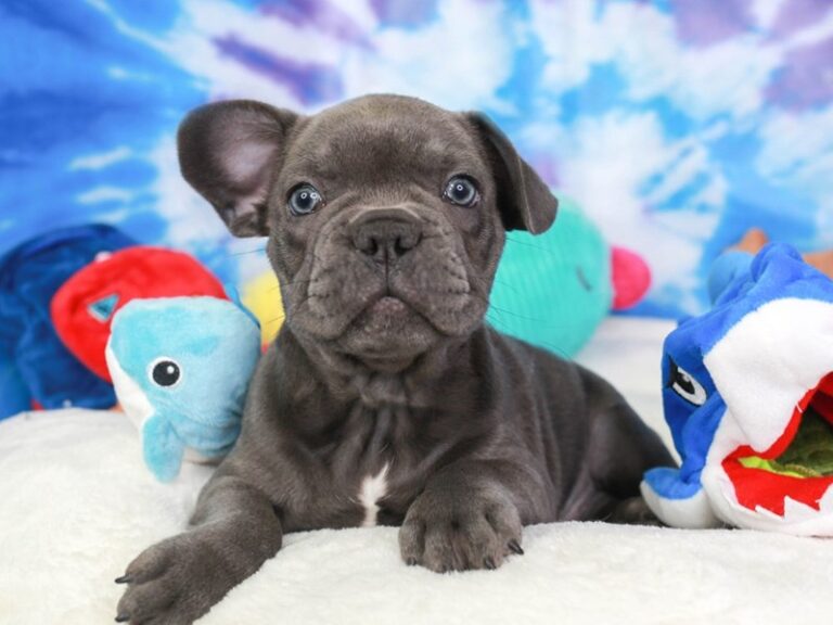 French Bulldog
