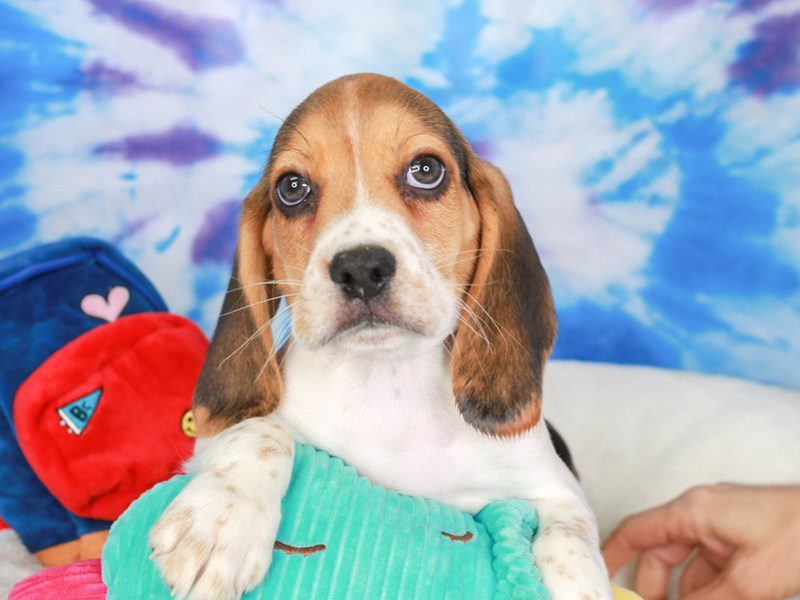 Beagle-Male-tri-3717816-Animal Kingdom | Puppies N Love