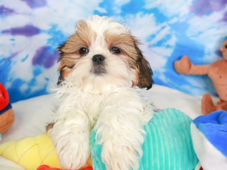 Shih Tzu