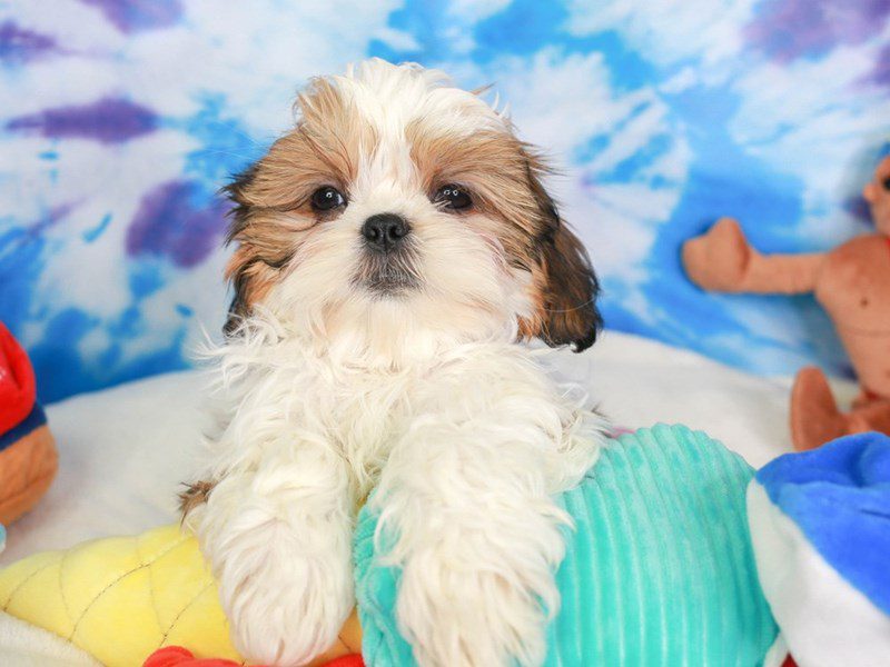 Shih Tzu-Male-brwn & wh-3717096-Animal Kingdom | Puppies N Love