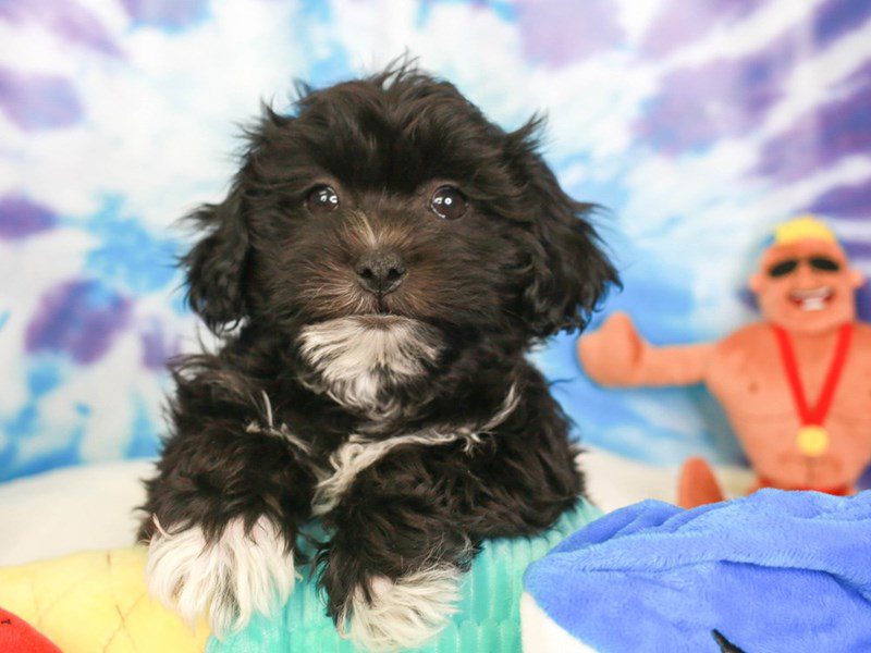 Teddy Bear-Male-BLK & WHT-3716929-Animal Kingdom | Puppies N Love