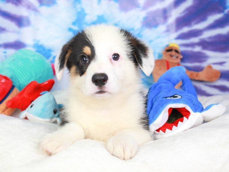 Pembroke Welsh Corgi-Male-tri-3716595-Animal Kingdom | Puppies N Love