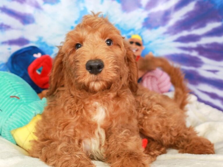 Goldendoodle