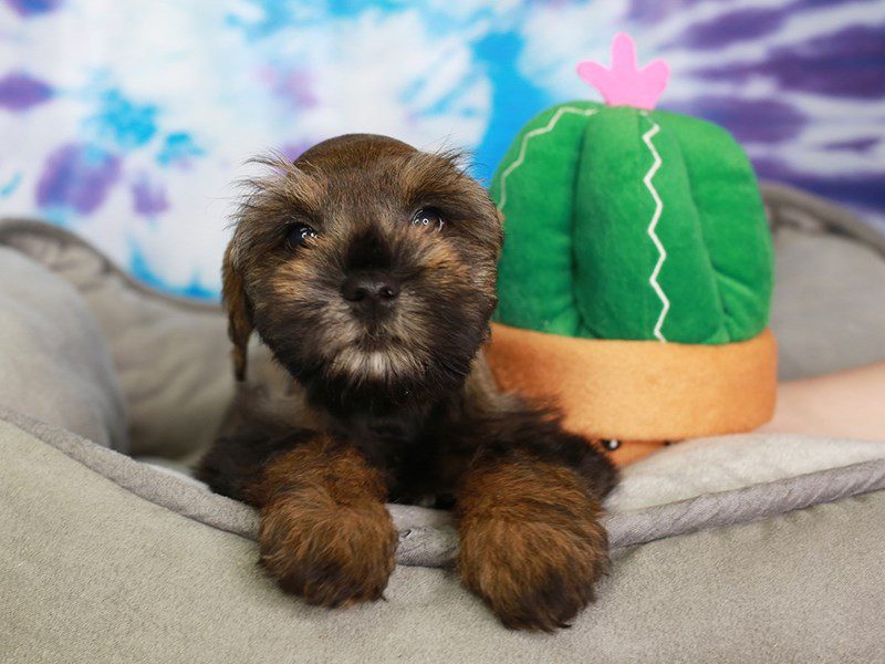 Mini Schnauzer-Female-BLK & SABLE-3716573-Animal Kingdom | Puppies N Love