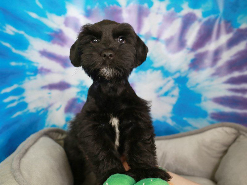 Mini Schnauzer-Male-BLK-3716572-Animal Kingdom | Puppies N Love